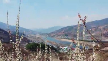 Seomjin Nehri Manzaralı Erik Çiçekleri, Gwangyang Maehwa Köyü, Kore