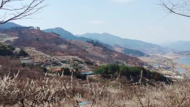 Güney Kore 'nin Gwangyang Maehwa Köyü' nde Çiçekli Erik Çiçeği Yolu 'nda Yürüyen Ziyaretçiler