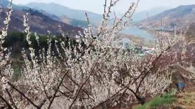 Güney Kore 'nin Gwangyang Maehwa Köyü' nde Çiçekli Erik Çiçeği Yolu 'nda Yürüyen Ziyaretçiler