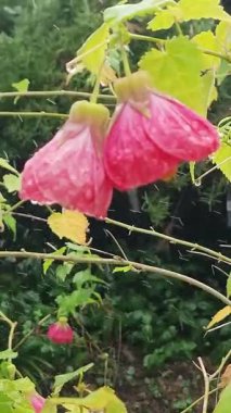 4K Dikey Ağır Mo: Brezilya Yağmurda Abutilon Buds