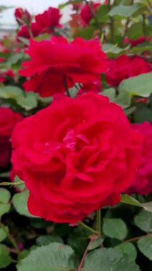 Dikey 4K Klasik Kırmızı Gül Yavaş Hareketi Kapat