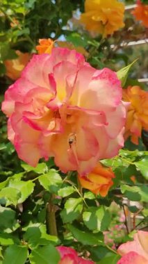 Arı ve gül tozlaşması etkileşimi. 4K dikey makro doğa belgeseli.