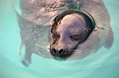 deniz aslanı suyun altında yüzüyor.
