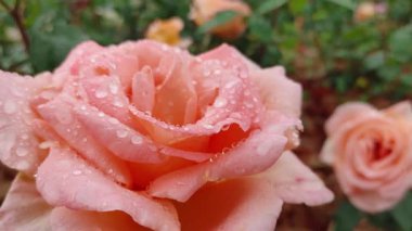 Pembe gül yapraklarının üzerine taze sabah çiğ damlaları düşer.