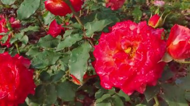 Yağmur damlacıklarından ıslanmış kırmızı bir gülün detaylı görüntüsü