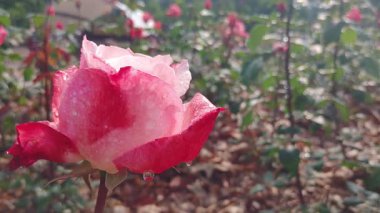 Karışık beyaz ve kırmızı yapraklı bir gülün üzerindeki güzel yağmur damlaları