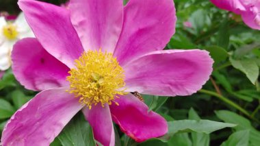 Nektar arayan arı tarafından ziyaret edilen pembe şakayık çiçeğinin yavaş çekim makro çekimi