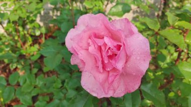 Yavaş çekim, narin pembe gülün sabah çiğ taneleriyle kaplı makro çekimi.