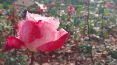 Yavaş hareket eden yağmur damlaları kırmızı ve beyaz yapraklarla gülün üzerine düşüyor.