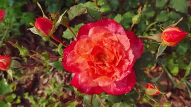 Doğal ışık altında canlı kırmızı gülün yavaş çekim görüntüsü.