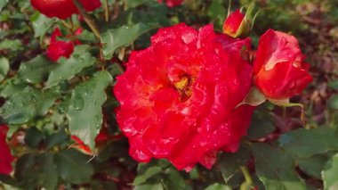 Yağmur damlacıklarından düşen kırmızı gülün yavaş çekim detaylı görüntüsü