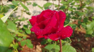 Yavaş çekim makrosu koyu kırmızı gül ince siyah aksanlı