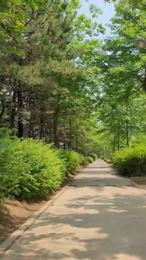 Dikey 4K yakın plan kırmızı güller tamamen açan Daebudo Botanik Bahçesi.