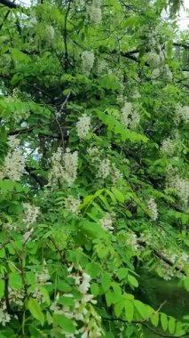 Bereketli beyaz akasya çiçekleri yeşil yapraklı yağmurda hafifçe sallanıyor.