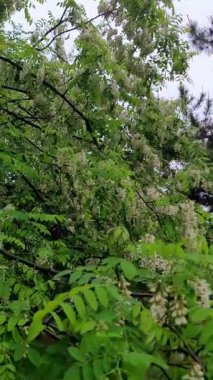 4K dikey yavaş çekim beyaz akasya çiçekleri bahar yağmurunda sallanıyor