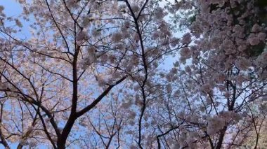 Çiçek açan kiraz ağaçlarının altındaki ahşap bir bankın yakın plan çekimi. Yumuşak pembe taç yaprakları sessiz bir park ortamında huzurlu bir bahar atmosferi yaratır..