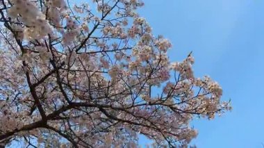 Çiçek açan kiraz ağaçlarının altındaki ahşap bir bankın yakın plan çekimi. Yumuşak pembe taç yaprakları sessiz bir park ortamında huzurlu bir bahar atmosferi yaratır..