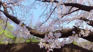 Çiçek açan kiraz ağaçlarının altındaki ahşap bir bankın yakın plan çekimi. Yumuşak pembe taç yaprakları sessiz bir park ortamında huzurlu bir bahar atmosferi yaratır..