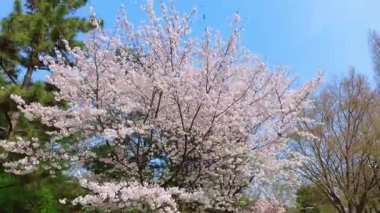 Çiçek açan kiraz ağaçlarının altındaki ahşap bir bankın yakın plan çekimi. Yumuşak pembe taç yaprakları sessiz bir park ortamında huzurlu bir bahar atmosferi yaratır..