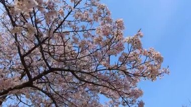 Sinematik yavaş çekim alçak açı geniş açı, baharda açan kiraz çiçeklerinin altında yürüme görüntüsü..