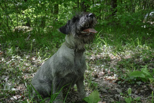 Radosny Piesek Terrier Lesie — Zdjęcie stockowe