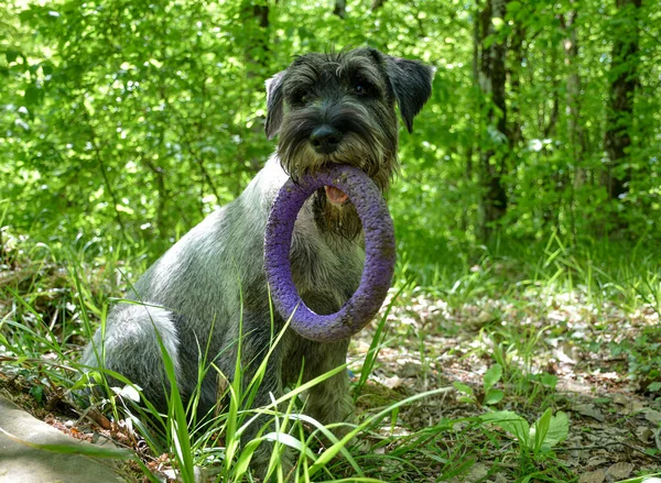 Grijs Puppy Spelen Met Een Ring Speelgoed — Stockfoto