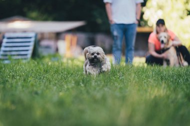 Küçük Lhasa Apso Köpek Köpek Eğitim Alanında Koşuyor