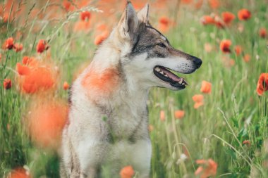 Gri Saarloos Wolfdog baharda gün ışığında gelincik tarlasında