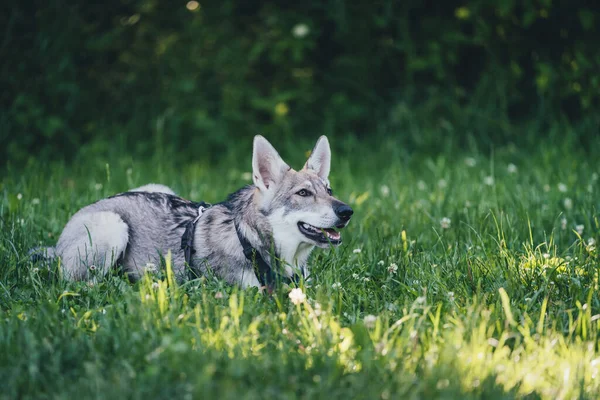 Sweet young grey saarloos-wolfdog lies in the grass — Stock Photo, Image