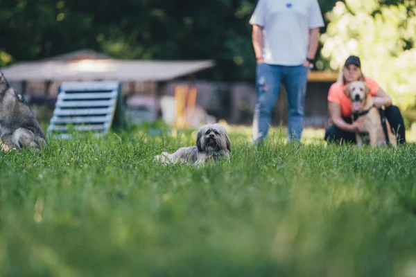 Petit chien Lhasa Apso Courir sur un terrain d'entraînement pour chiens — Photo