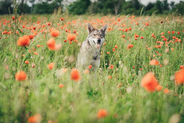 Gri Saarloos Wolfdog baharda gün ışığında gelincik tarlasında