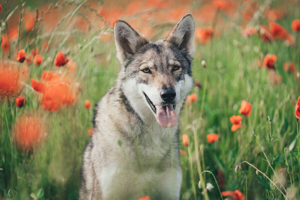 Gray Saarloos Wolfdog in a poppy field in spring in sunshine. High quality photo
