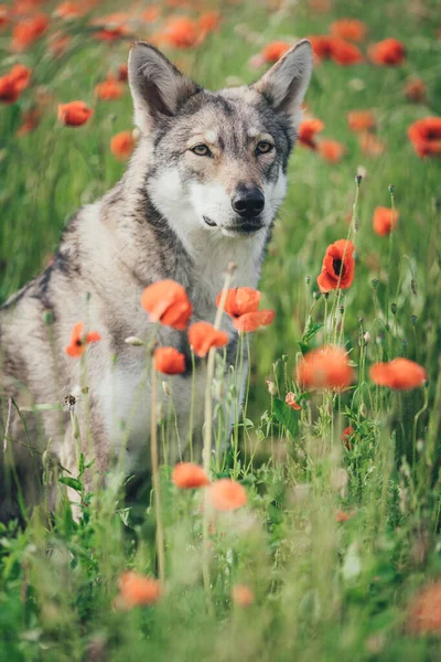 Gri Saarloos Wolfdog baharda gün ışığında gelincik tarlasında