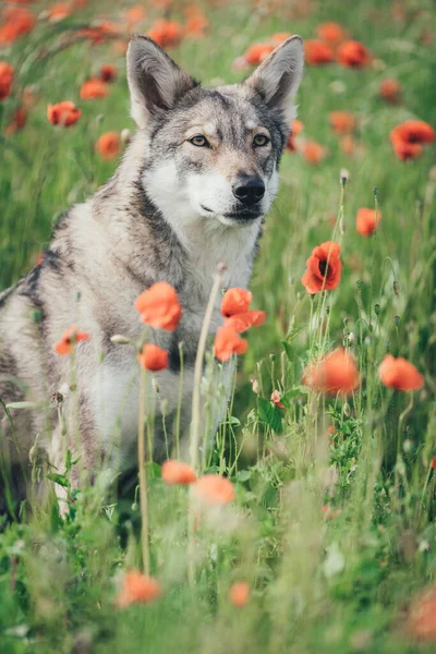 Gri Saarloos Wolfdog baharda gün ışığında gelincik tarlasında