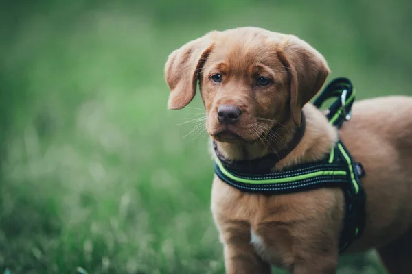 Köpek koşumlu kahverengi labrador köpeği çayırda durup kameraya bakar.