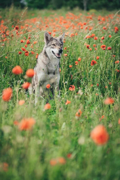 Gri Saarloos Wolfdog baharda gün ışığında gelincik tarlasında