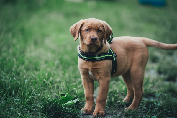 Köpek koşumlu kahverengi labrador köpeği çayırda durup kameraya bakar.