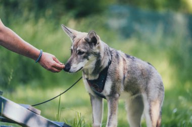 Saarlos Wolfhund köpek eğitimi sırasında sahibine tasma takmış.