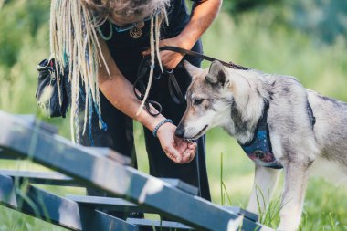 Saarlos Wolfhund köpek eğitimi sırasında sahibine tasma takmış.