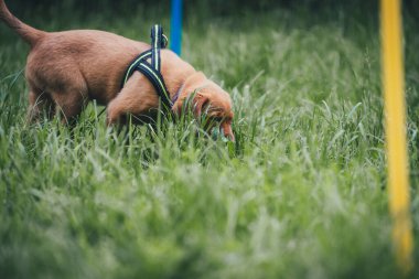 Genç kahverengi labrador köpek okulunda köpek yavrusu eğitimi