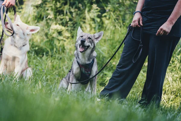 Saarlos Wolfhund köpek eğitimi sırasında sahibine tasma takmış.