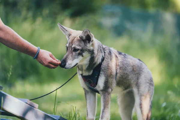 Saarlos Wolfhund köpek eğitimi sırasında sahibine tasma takmış.