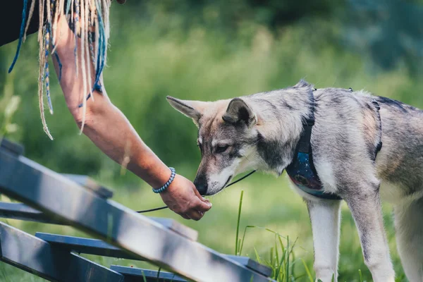 Saarlos Wolfhund köpek eğitimi sırasında sahibine tasma takmış.