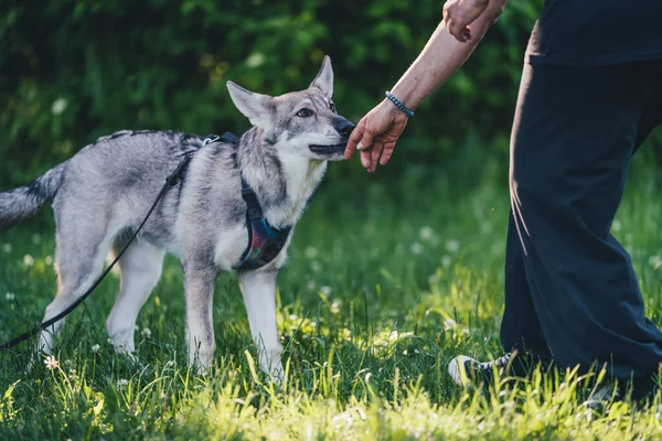 Saarlos Wolfhund köpek eğitimi sırasında sahibine tasma takmış.