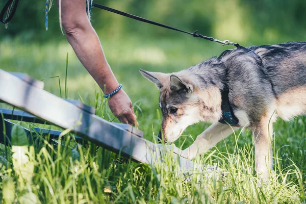 Saarlos Wolfhund köpek eğitimi sırasında sahibine tasma takmış.