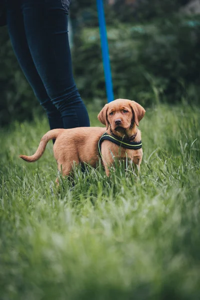 Genç kahverengi labrador köpek okulunda köpek yavrusu eğitimi