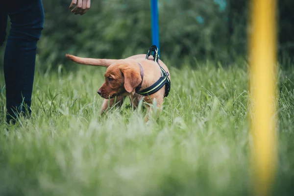 Genç kahverengi labrador köpek okulunda köpek yavrusu eğitimi