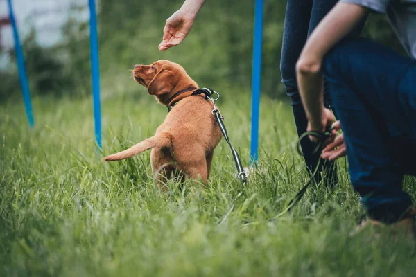 Young brown labrador puppy training in a dog school