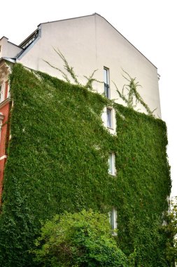 Yeşil duvarlı Urban House