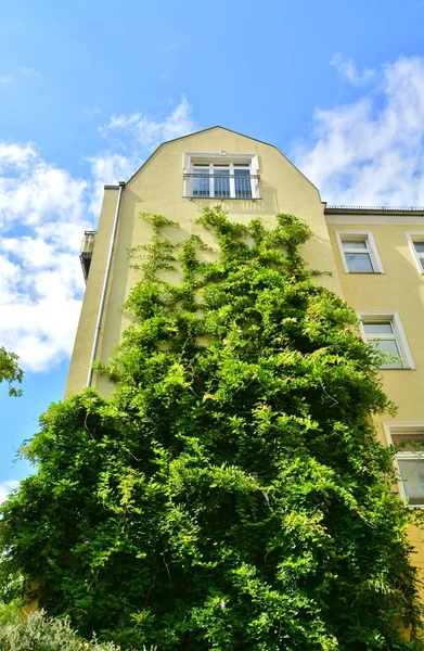 Casa urbana con pareti verdi — Foto Stock